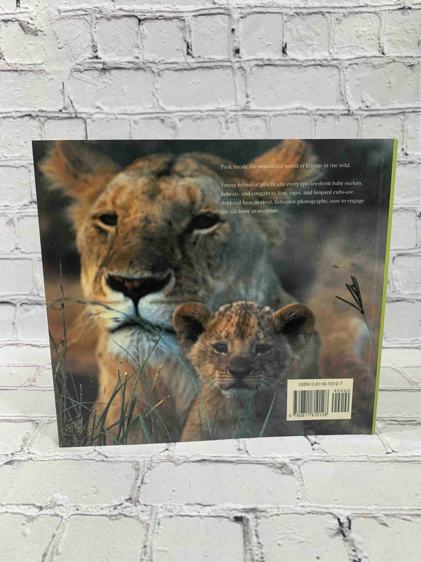 Wild Kittens