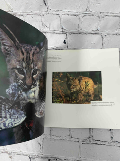 Wild Kittens
