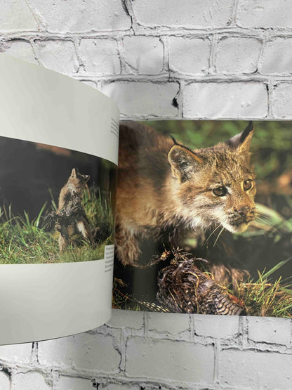Wild Kittens