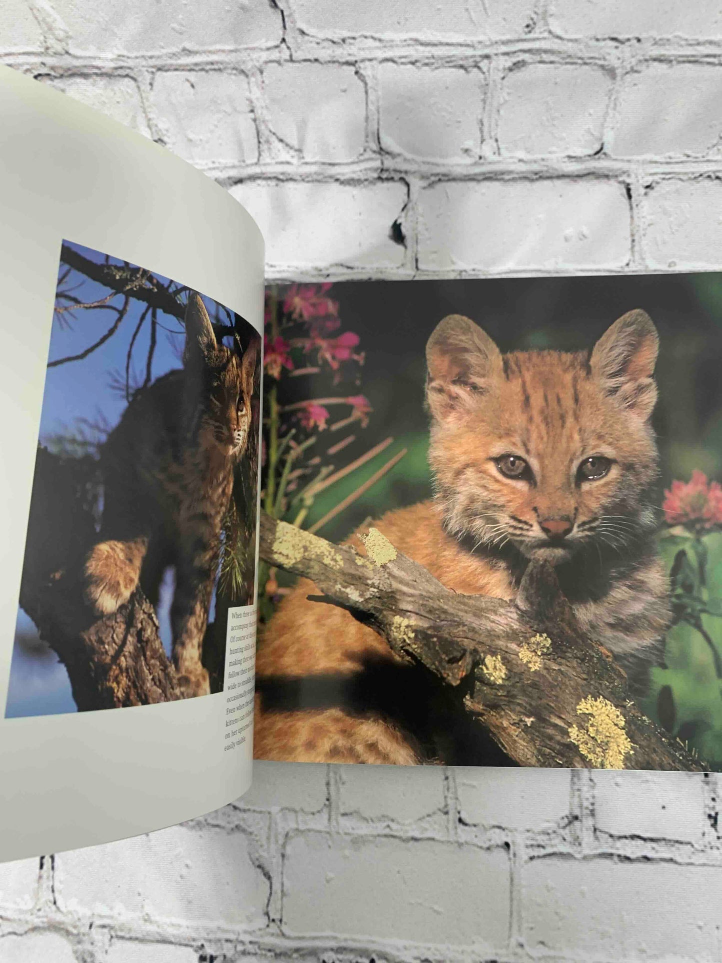 Wild Kittens