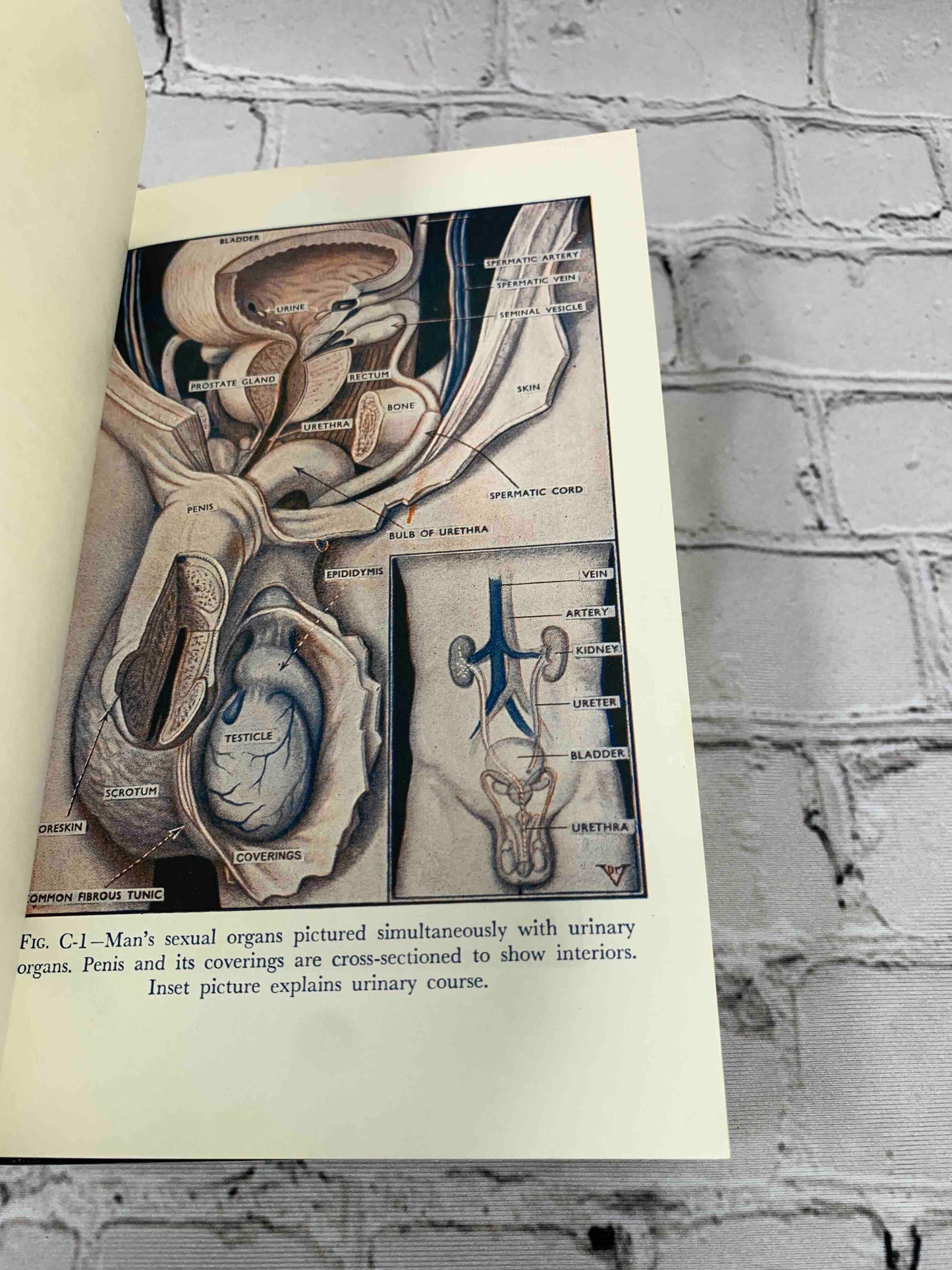 The Illustrated Encyclopedia of Sex