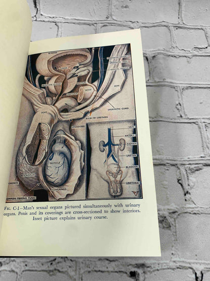 The Illustrated Encyclopedia of Sex