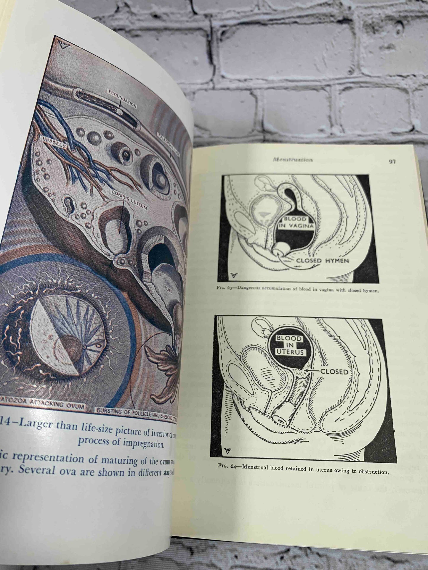 The Illustrated Encyclopedia of Sex