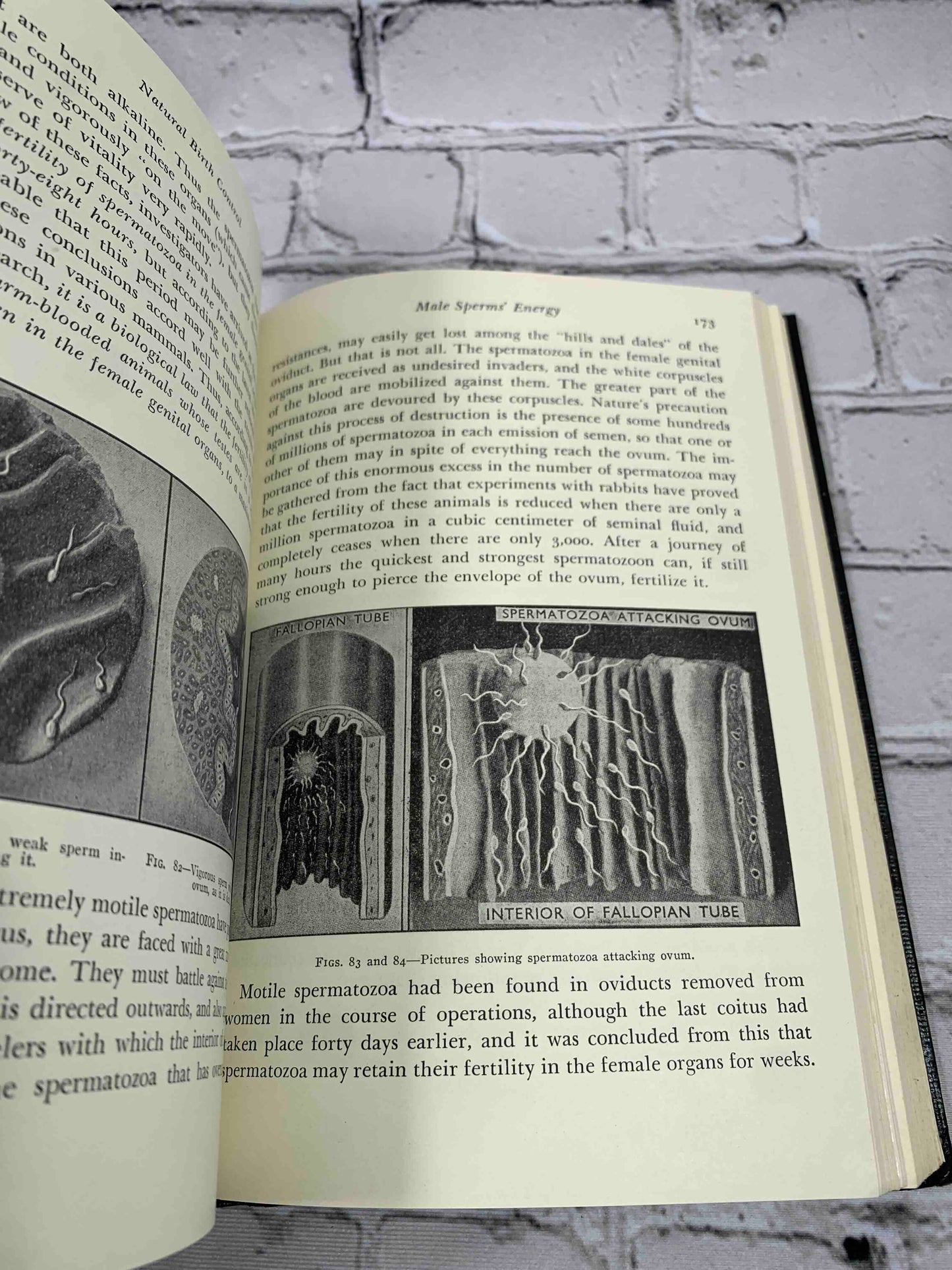 The Illustrated Encyclopedia of Sex