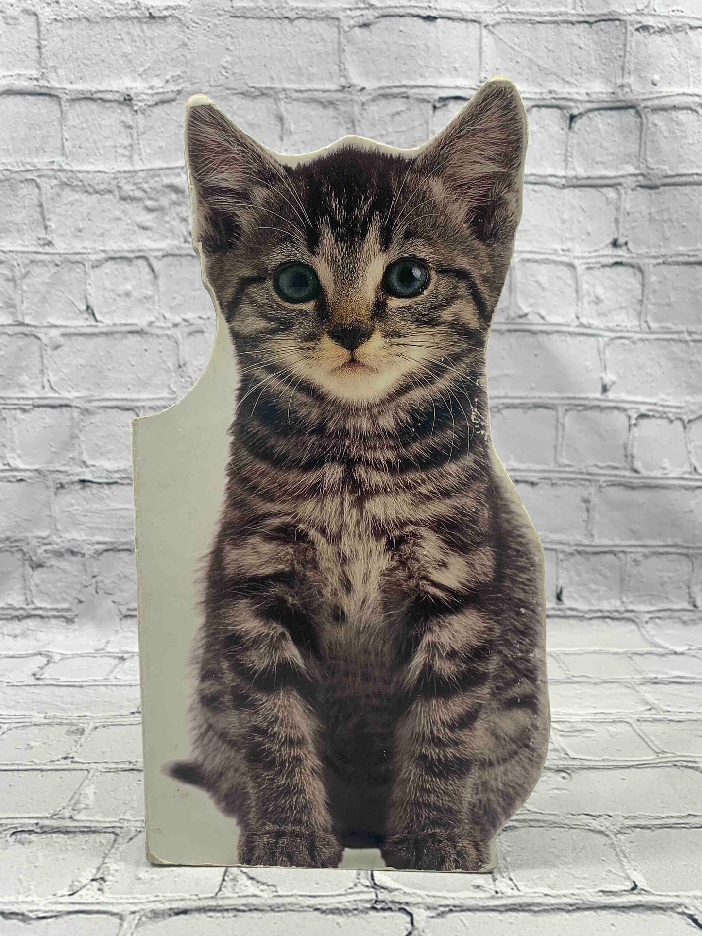 Kitten