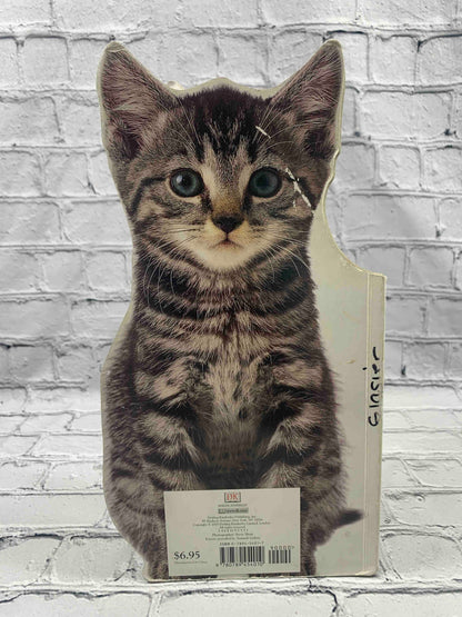 Kitten