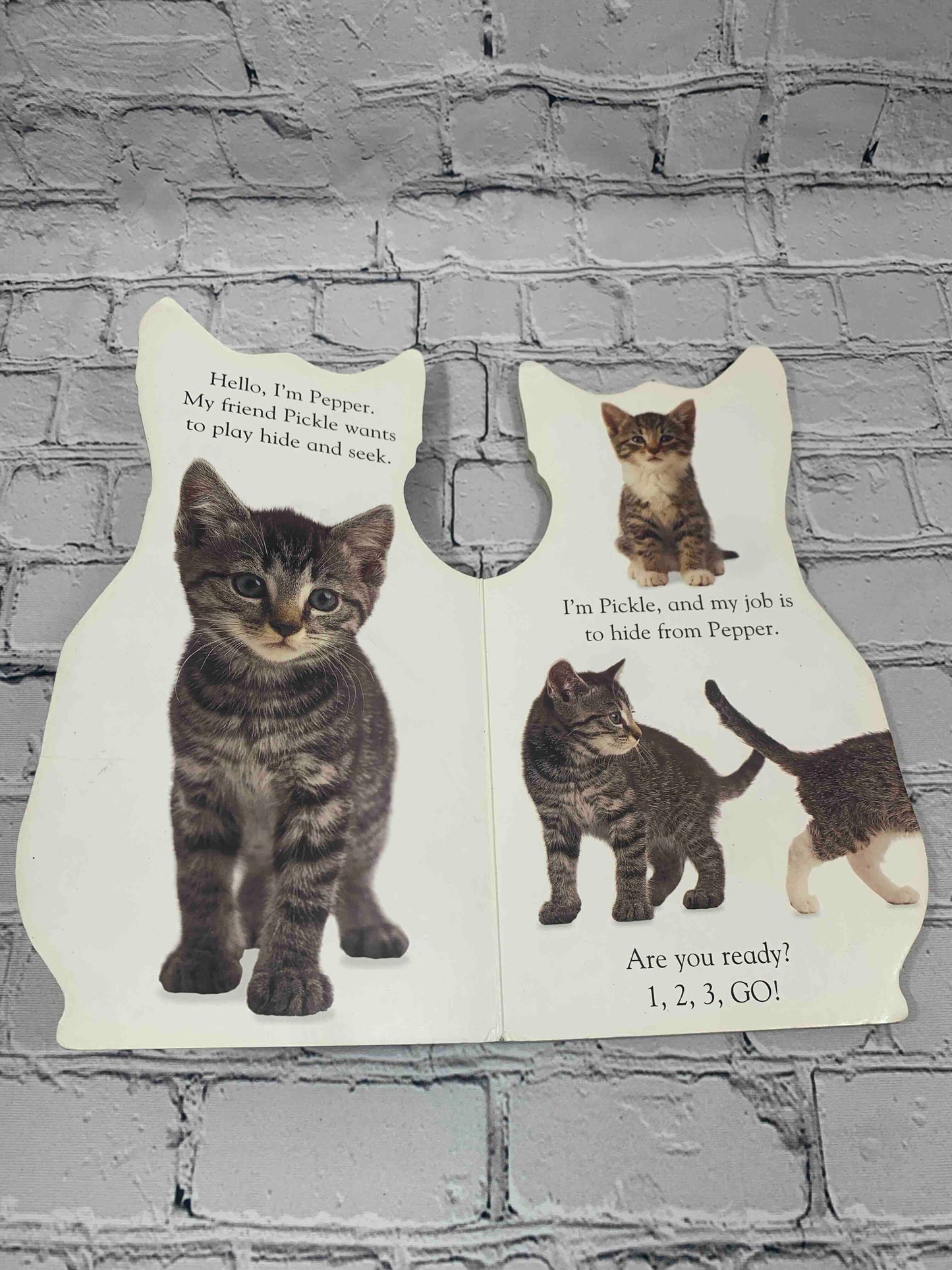 Kitten