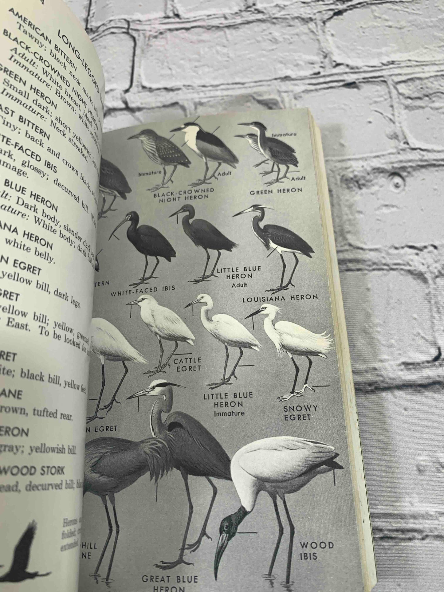 Field Guide to Western Birds (Vol. 2)
