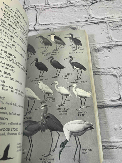 Field Guide to Western Birds (Vol. 2)