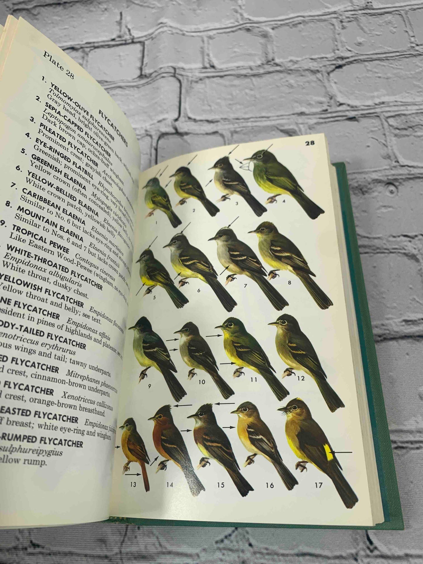 A Field Guide to Mexican Birds (Vol. 20)