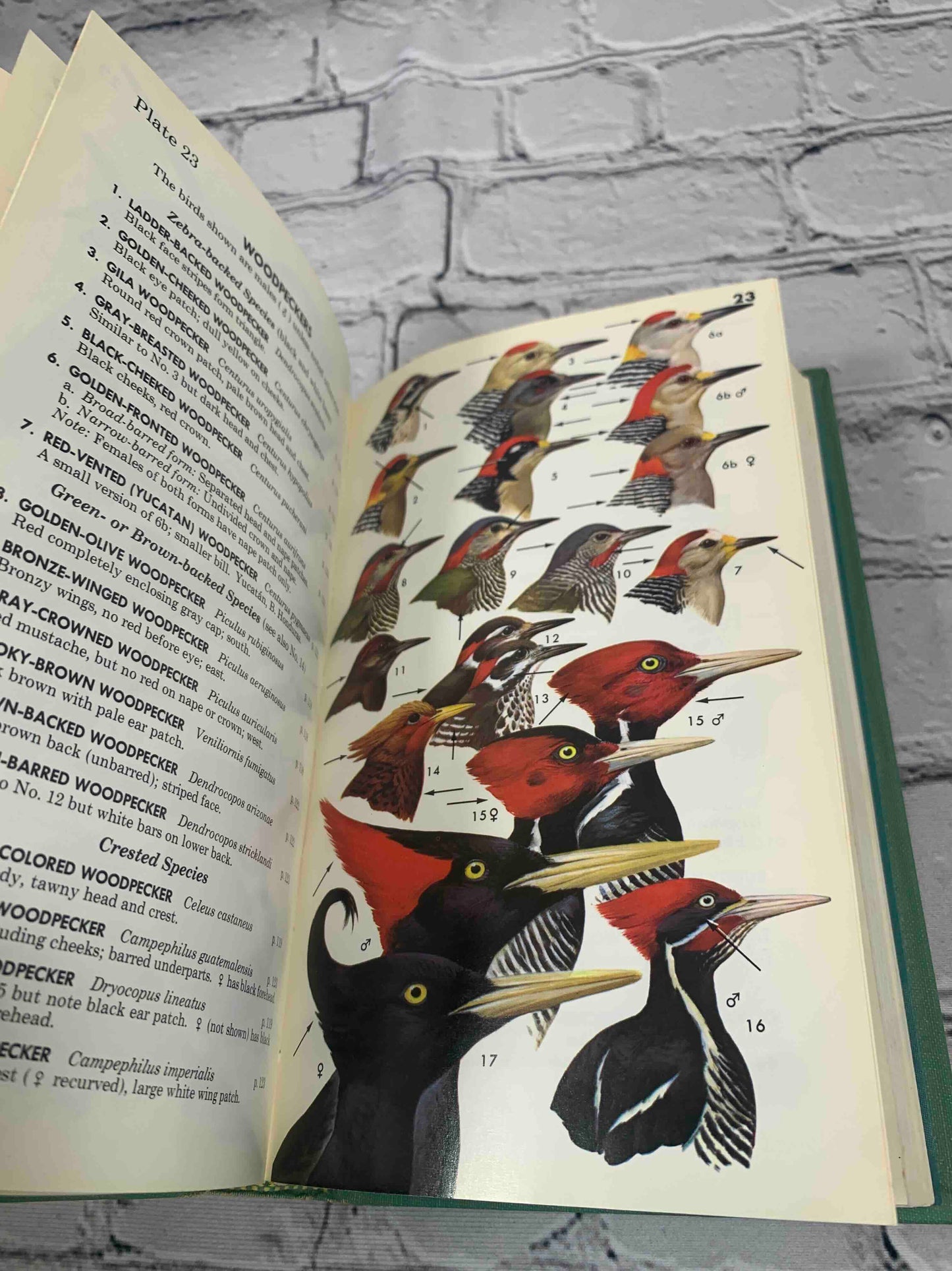 A Field Guide to Mexican Birds (Vol. 20)