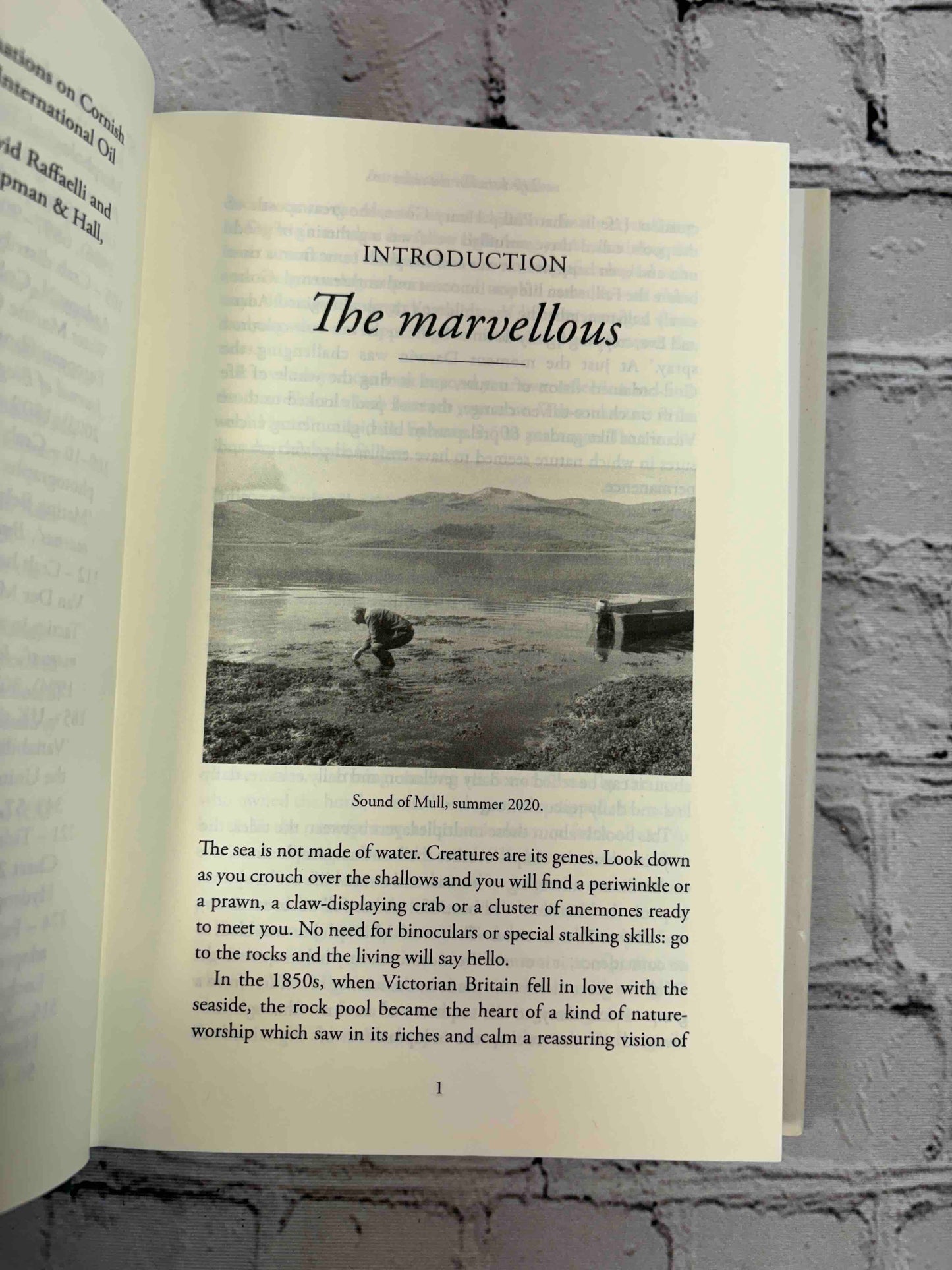 Life Between the Tides