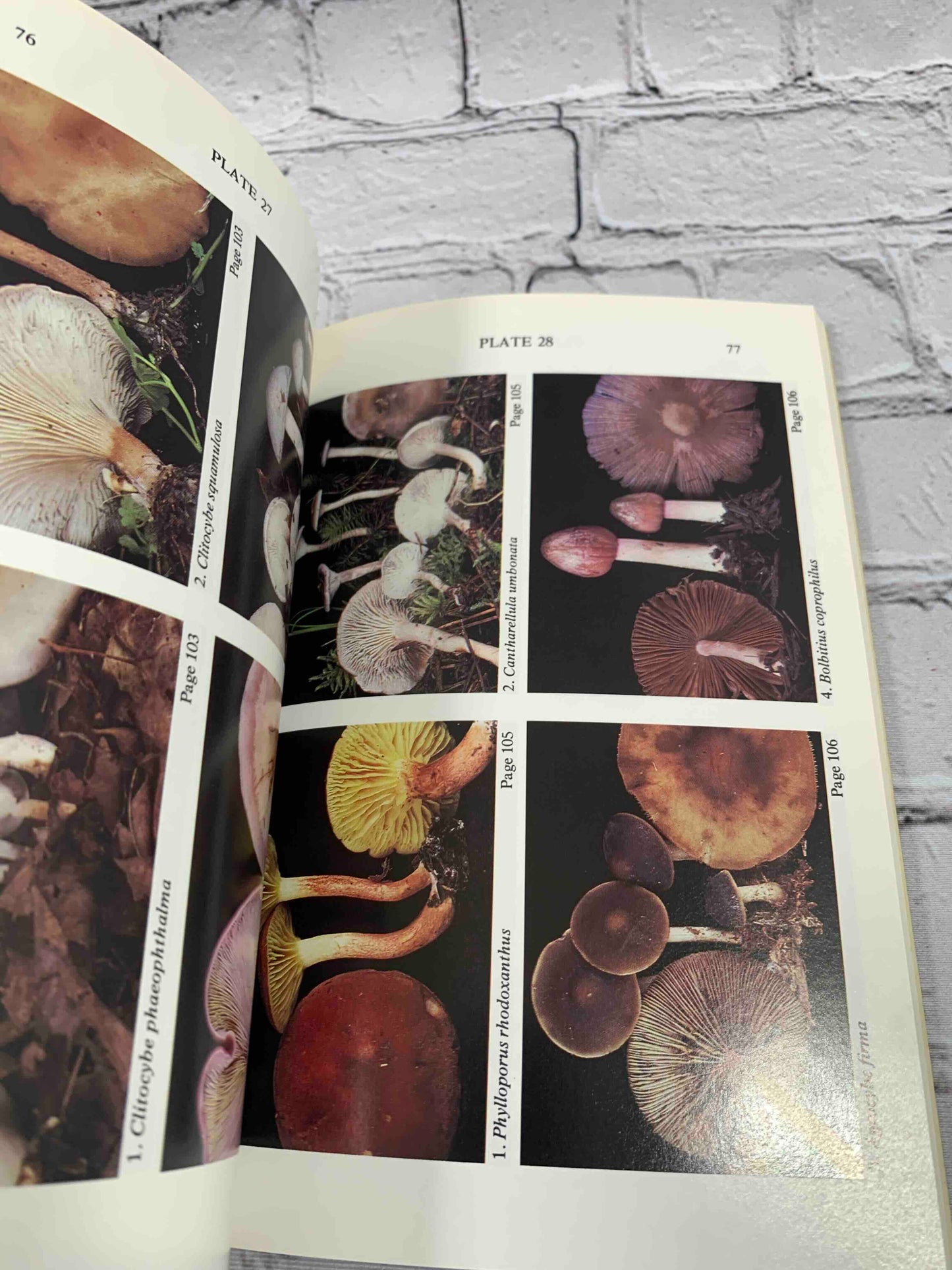 Mushrooms of the Adirondacks: A Field Guide