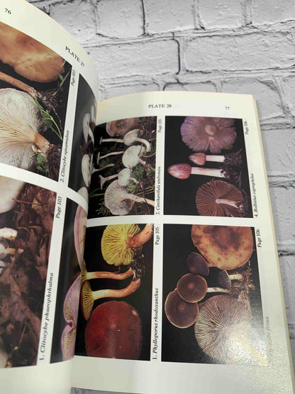 Mushrooms of the Adirondacks: A Field Guide