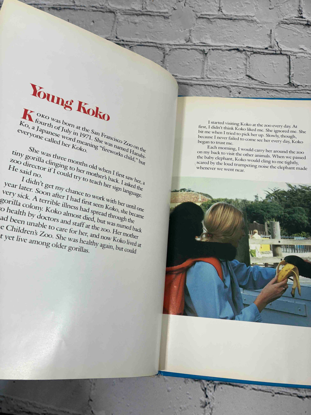 Koko's Story by Francine Patterson, 1987 Scholastic hardcover - Young Koko chapter