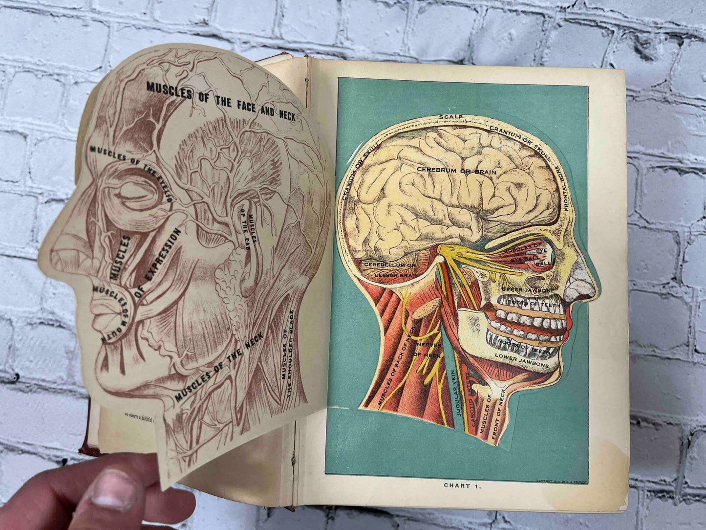 Library of Health: Complete Guide to Prevention and Cure of Disease