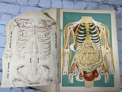 Library of Health: Complete Guide to Prevention and Cure of Disease