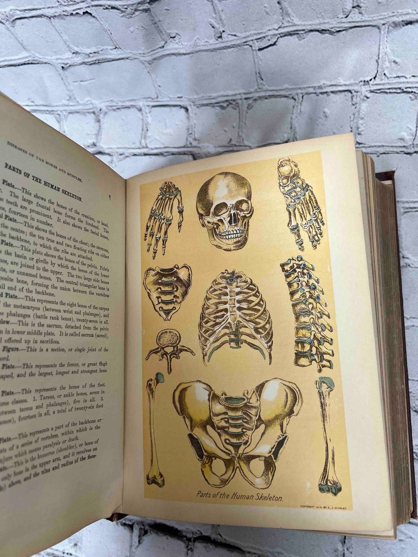 Library of Health: Complete Guide to Prevention and Cure of Disease