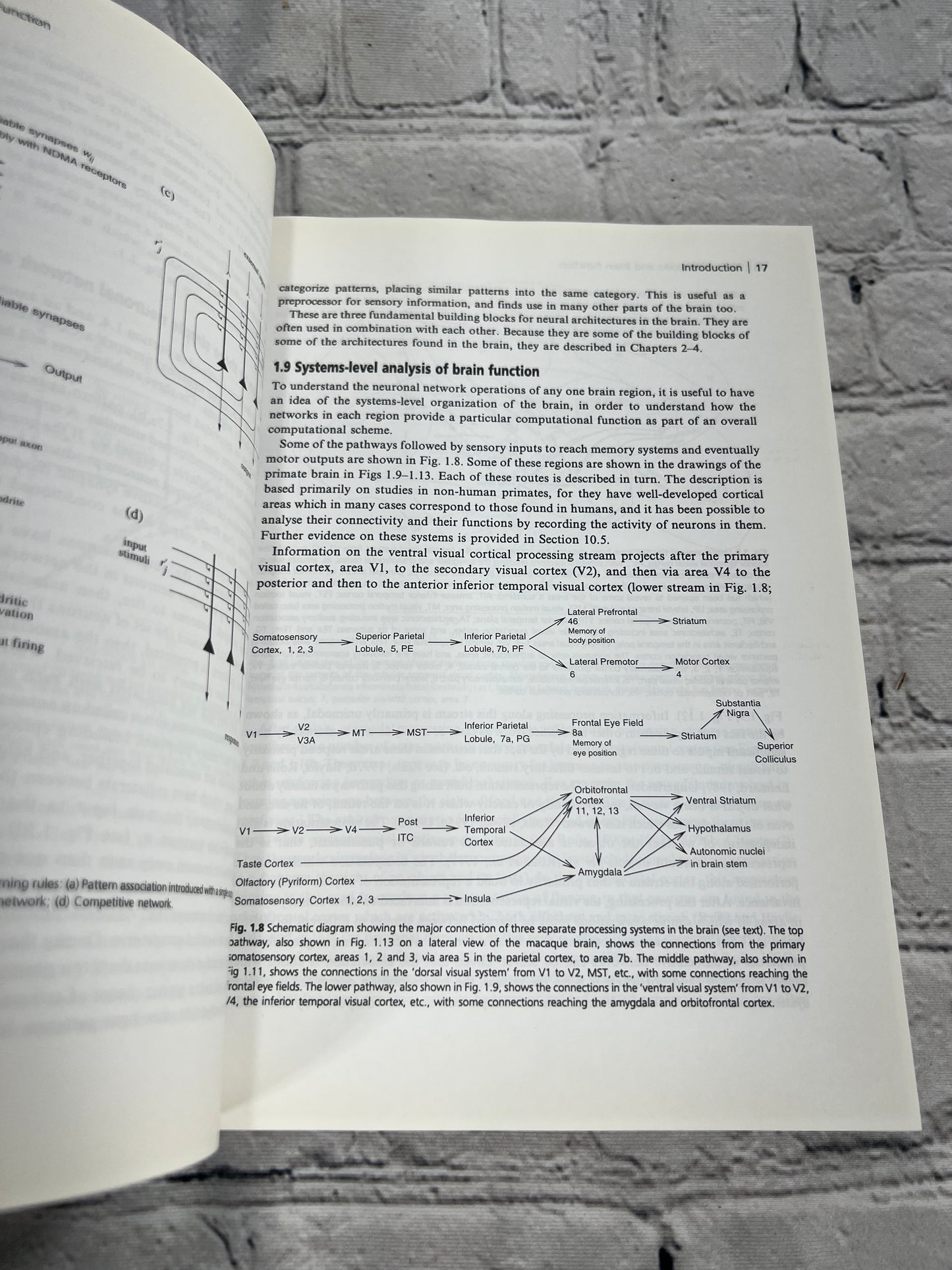 Neural Networks and Brain Function by Edmund Rolls & Alessandro T. [1999]