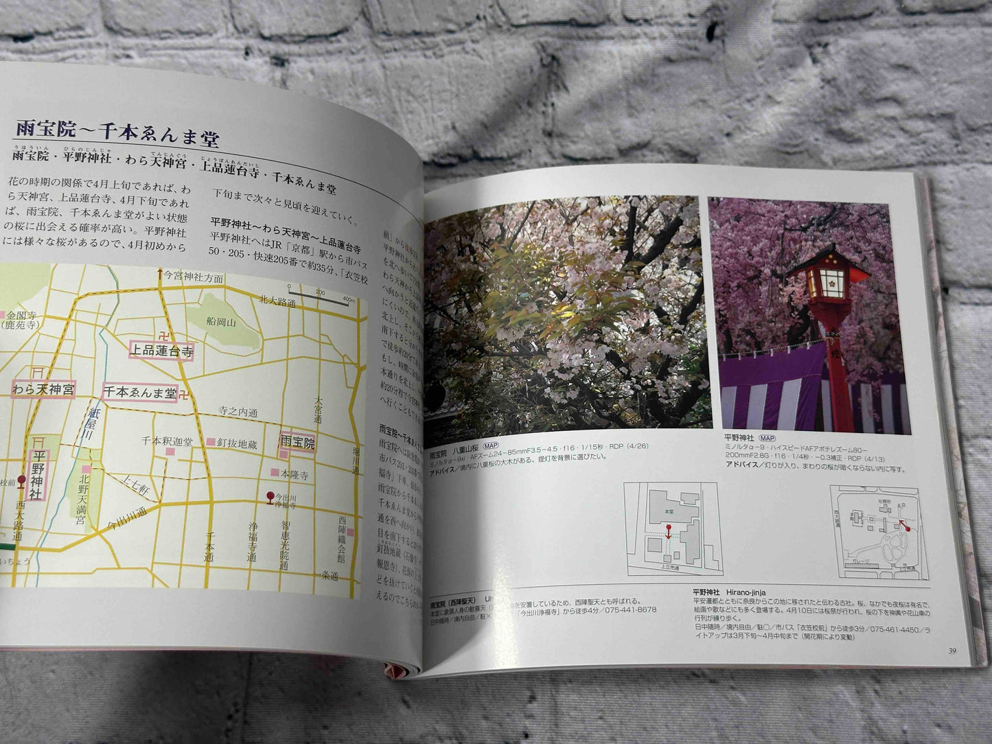 Cherry Blossoms in the Ancient City