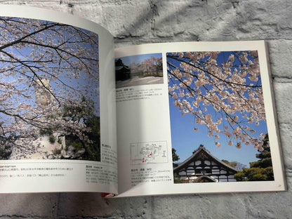 Cherry Blossoms in the Ancient City