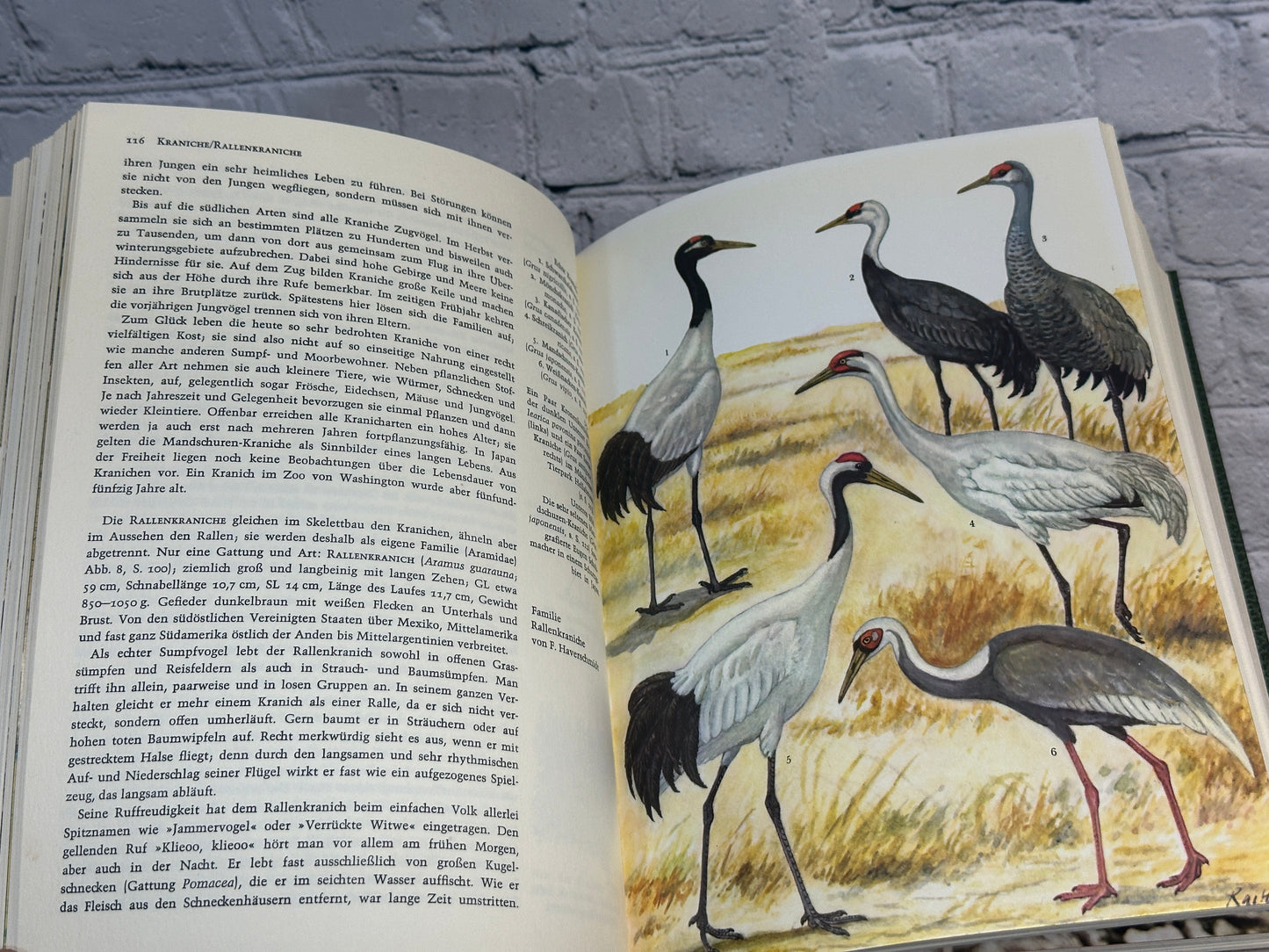 Grzimek's Animal Encyclopedia Grzimeks Tierleben [German · 1968-1971 · 14 Volumes]