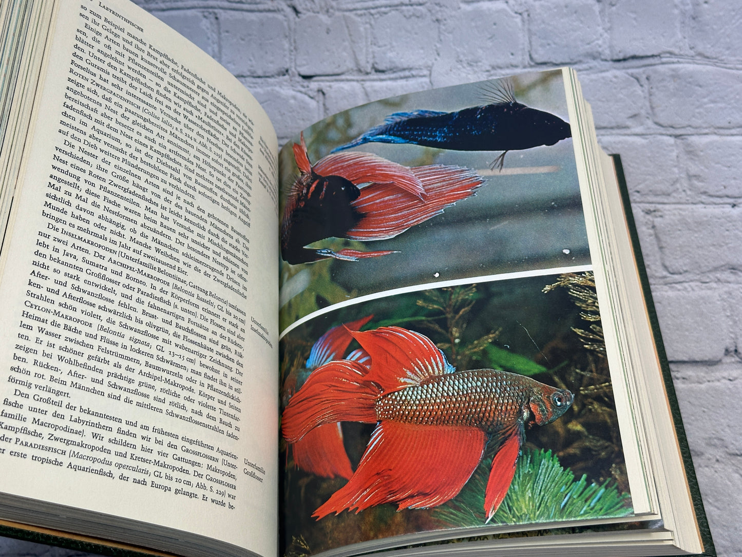 Grzimek's Animal Encyclopedia Grzimeks Tierleben [German · 1968-1971 · 14 Volumes]