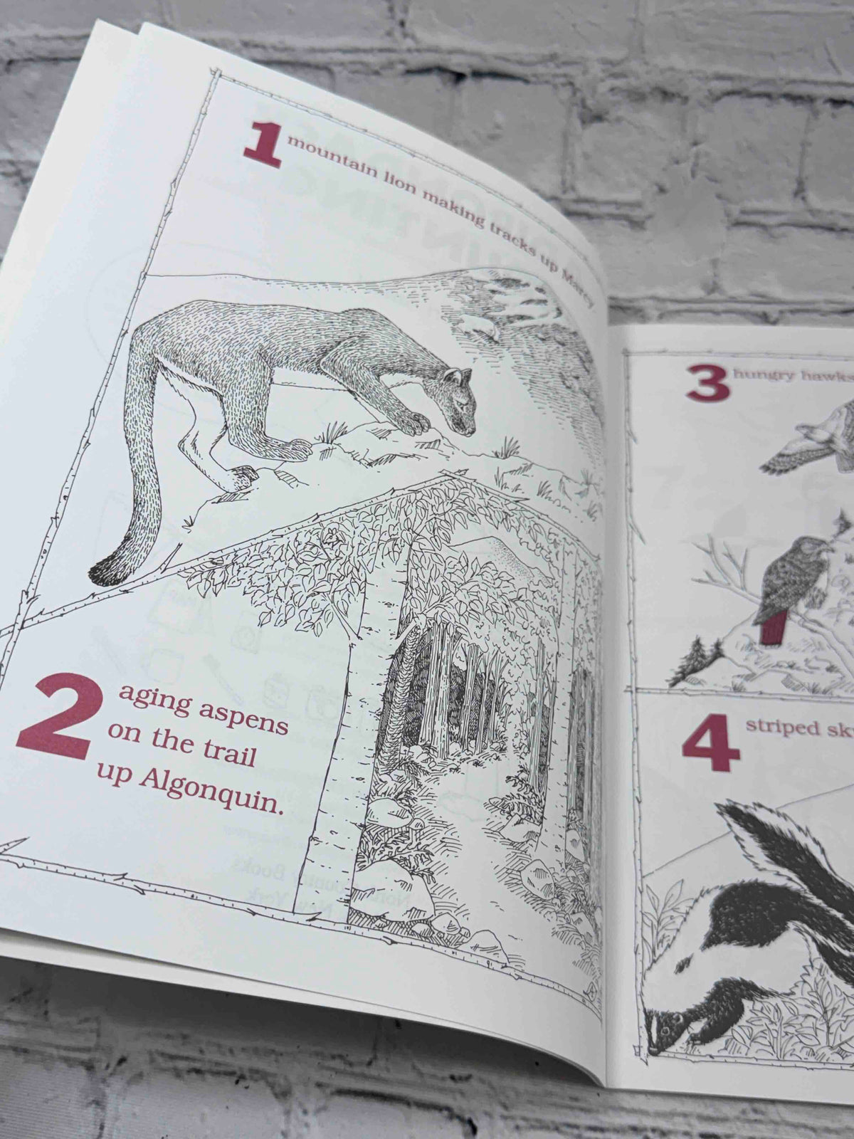 Adirondack Counting (Signed)