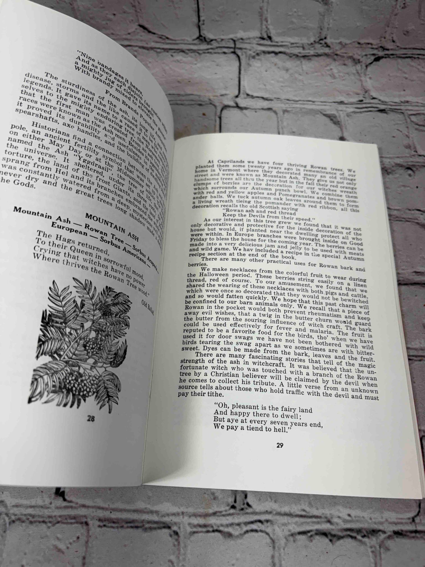 A Witch's Brew (Signed)