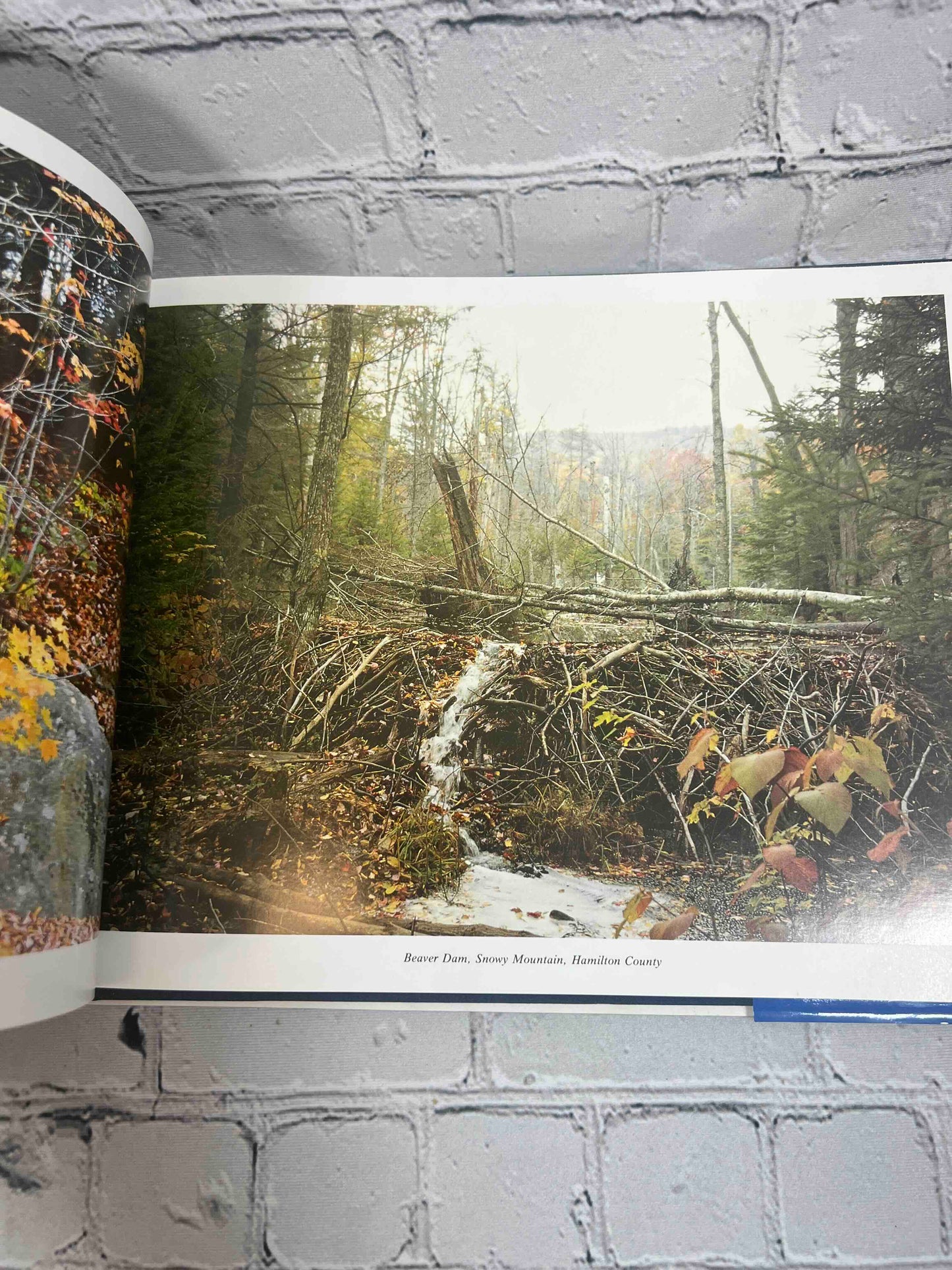 The Adirondacks: A Special World