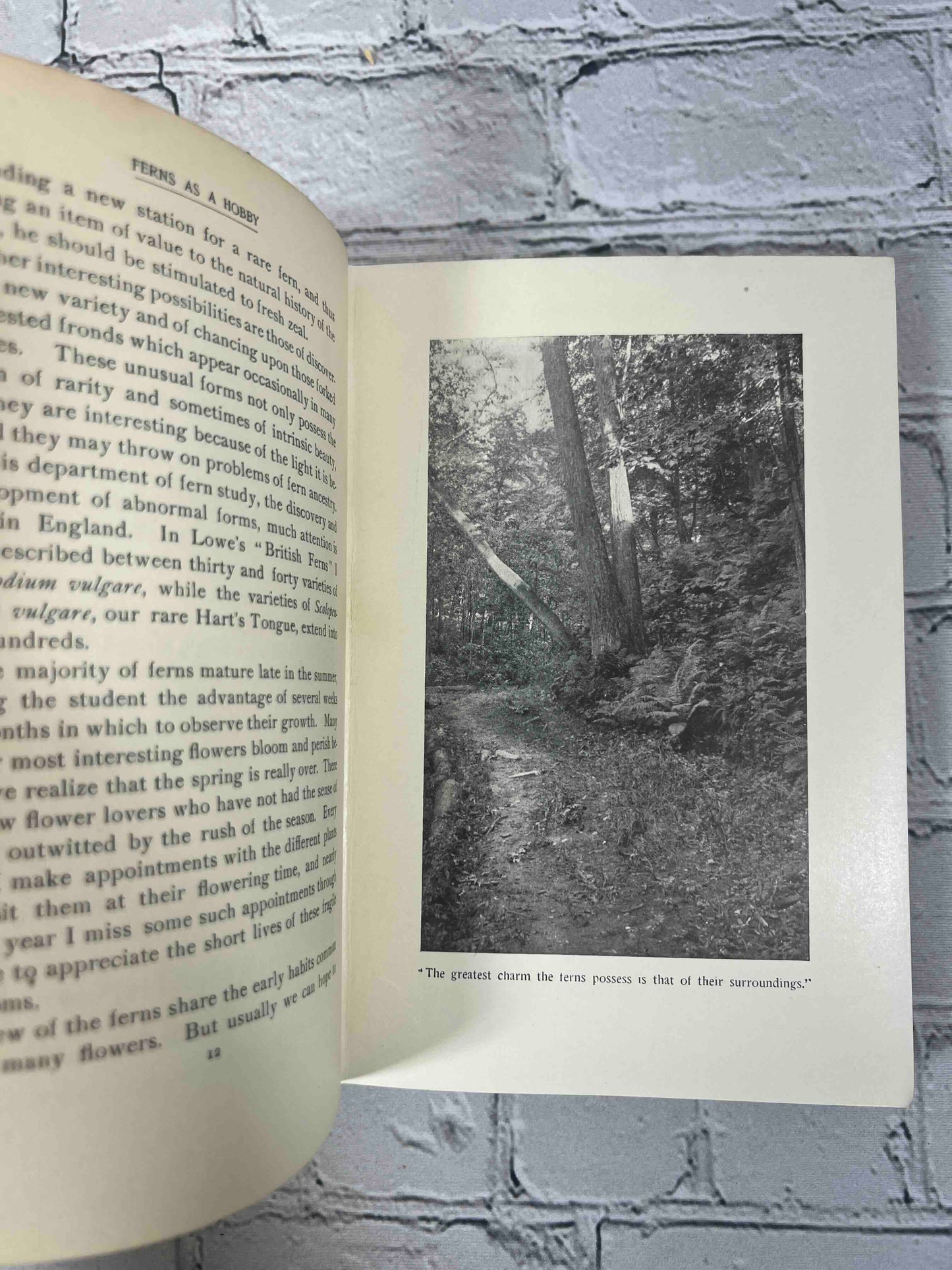 How to Know the Ferns: A Guide to the Names, Haunts, and Habits of Our Common Ferns