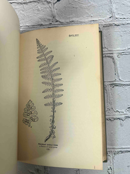 How to Know the Ferns: A Guide to the Names, Haunts, and Habits of Our Common Ferns