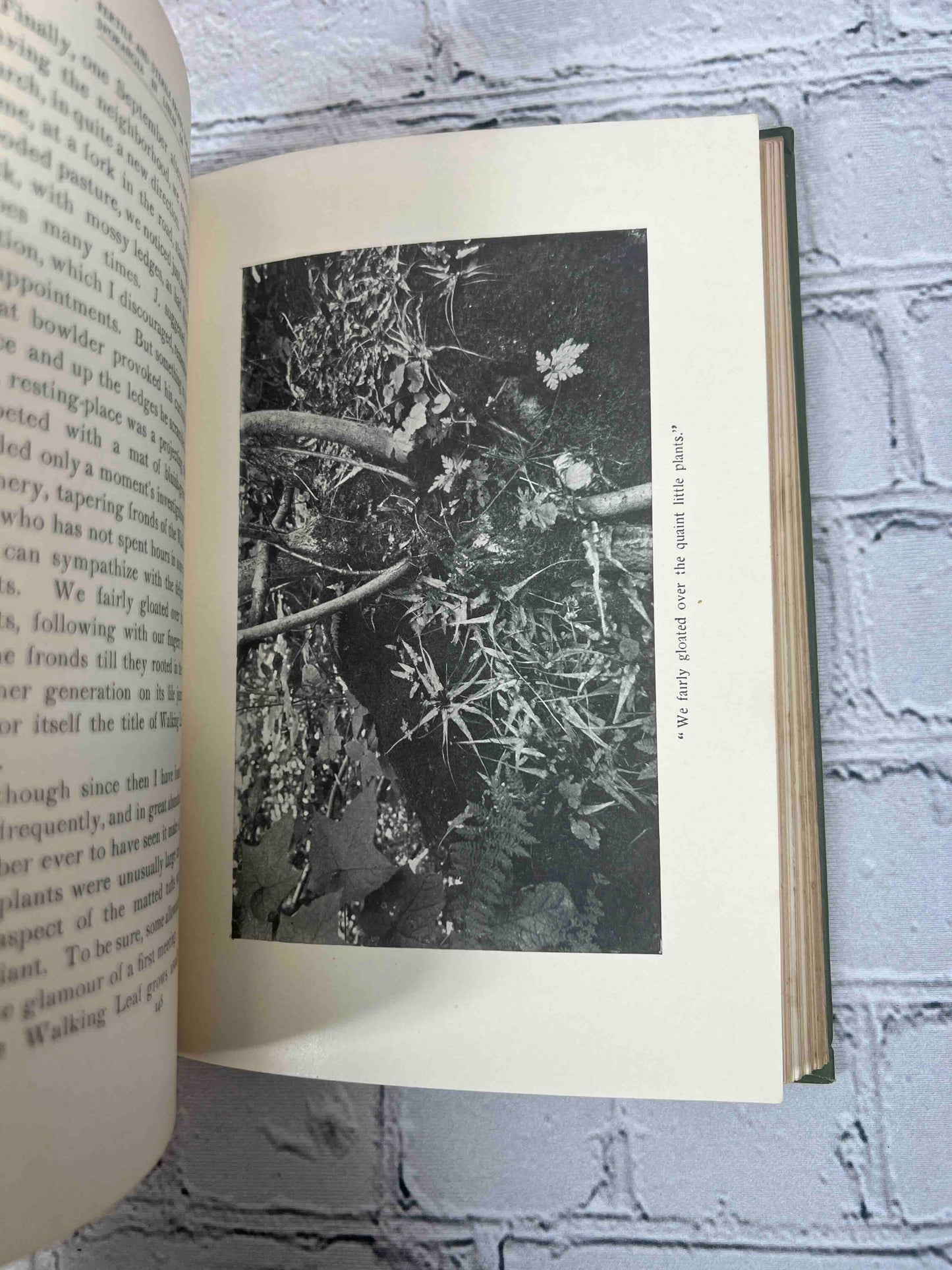 How to Know the Ferns: A Guide to the Names, Haunts, and Habits of Our Common Ferns