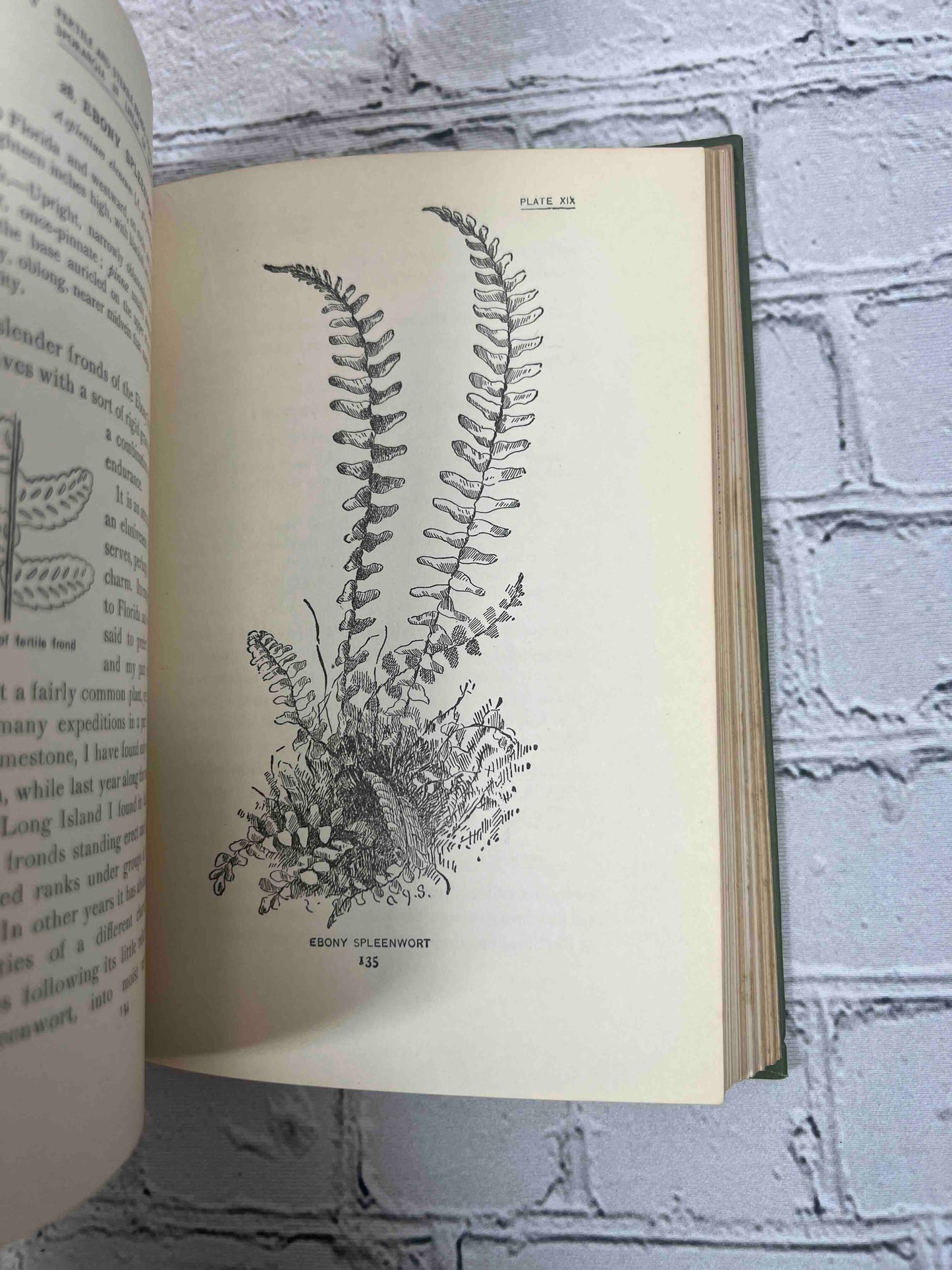How to Know the Ferns: A Guide to the Names, Haunts, and Habits of Our Common Ferns