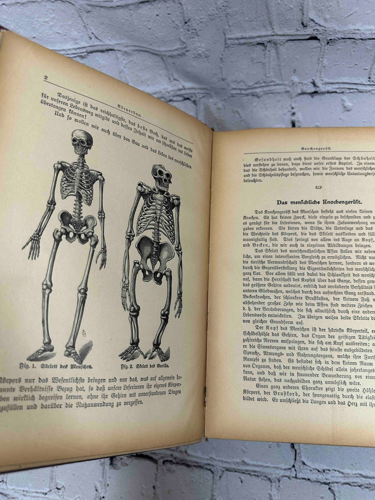 Das Goldene Familienbuch Die Frau Als Hausarztin (The Golden Women's book)