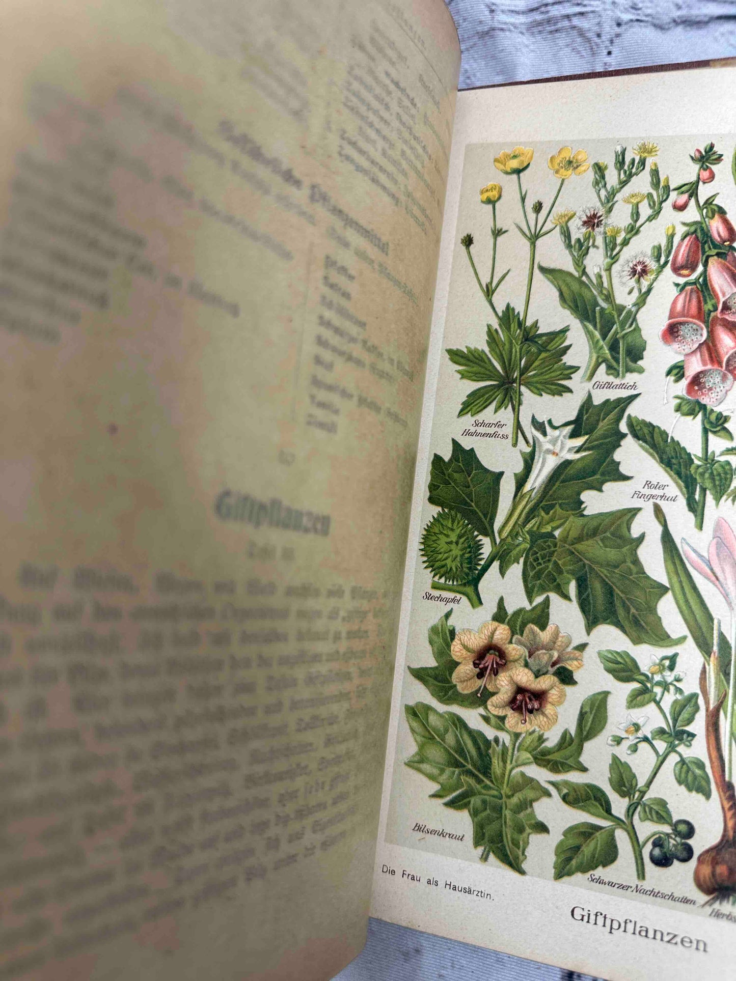 Das Goldene Familienbuch Die Frau Als Hausarztin (The Golden Women's book)