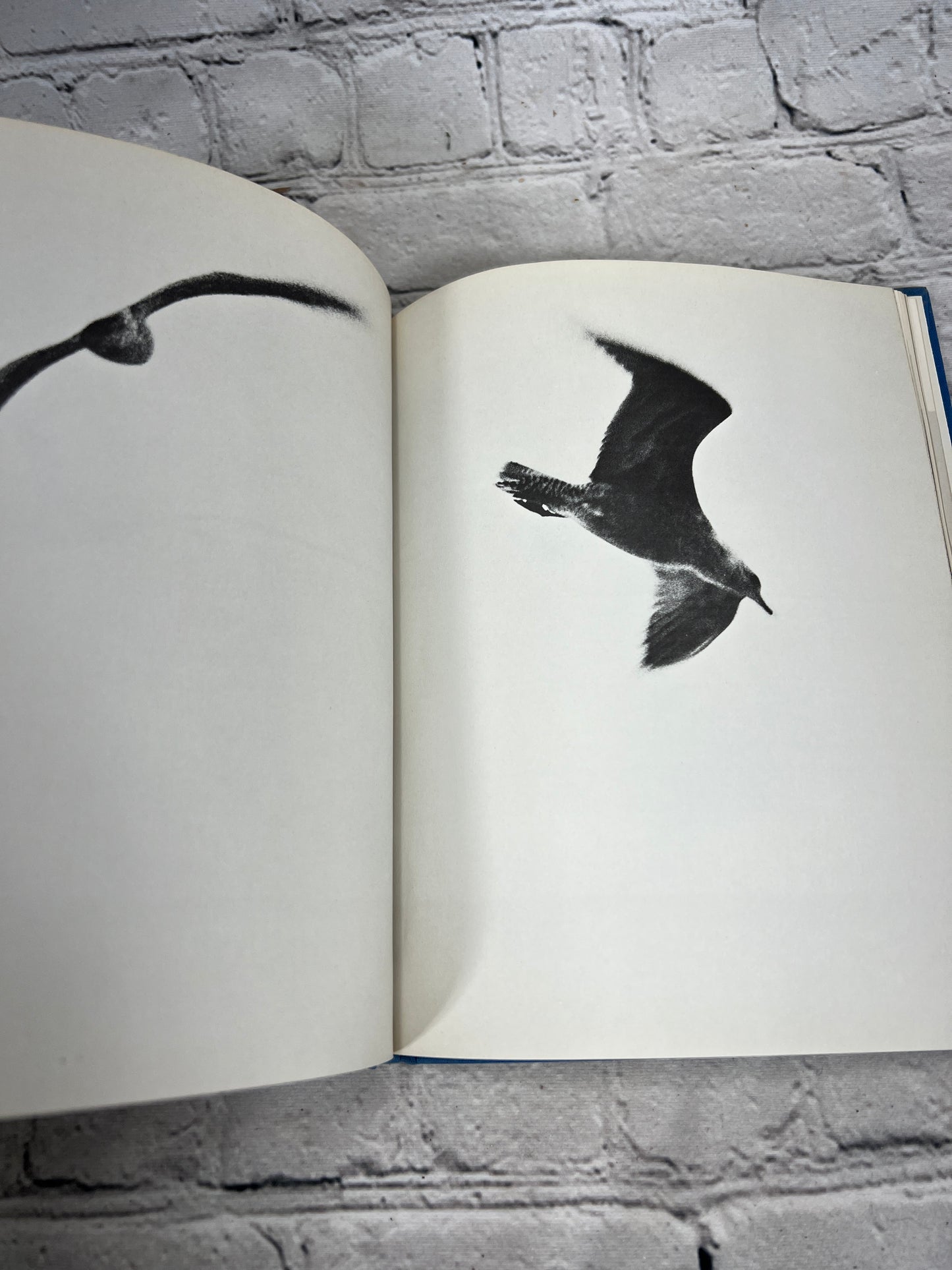 Jonathan Livingston Seagull By Richard Bach [1970]