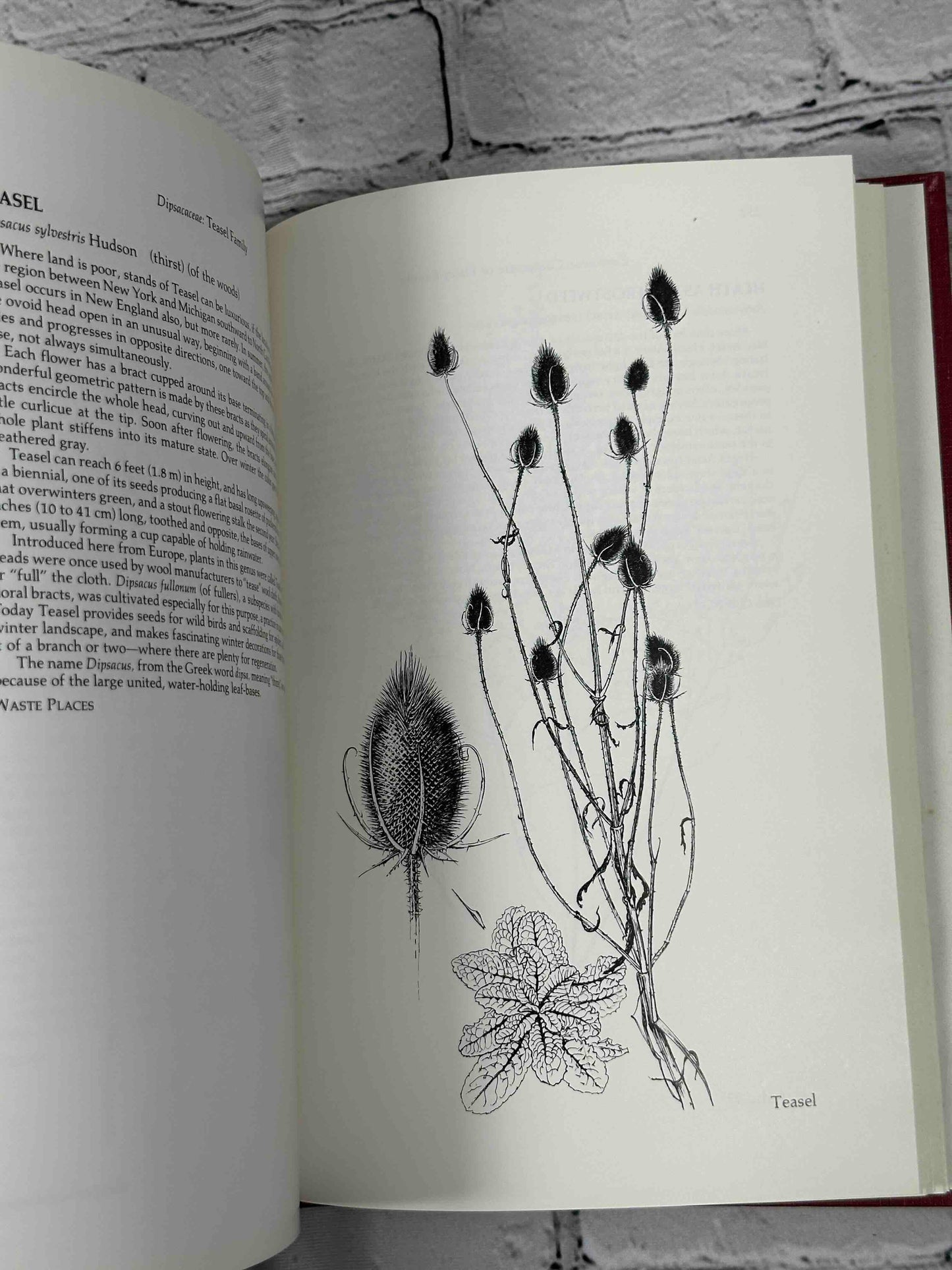 Season of Promise: Wild Plants In Winter, Northeastern United States