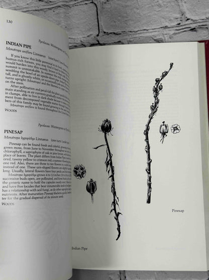 Season of Promise: Wild Plants In Winter, Northeastern United States