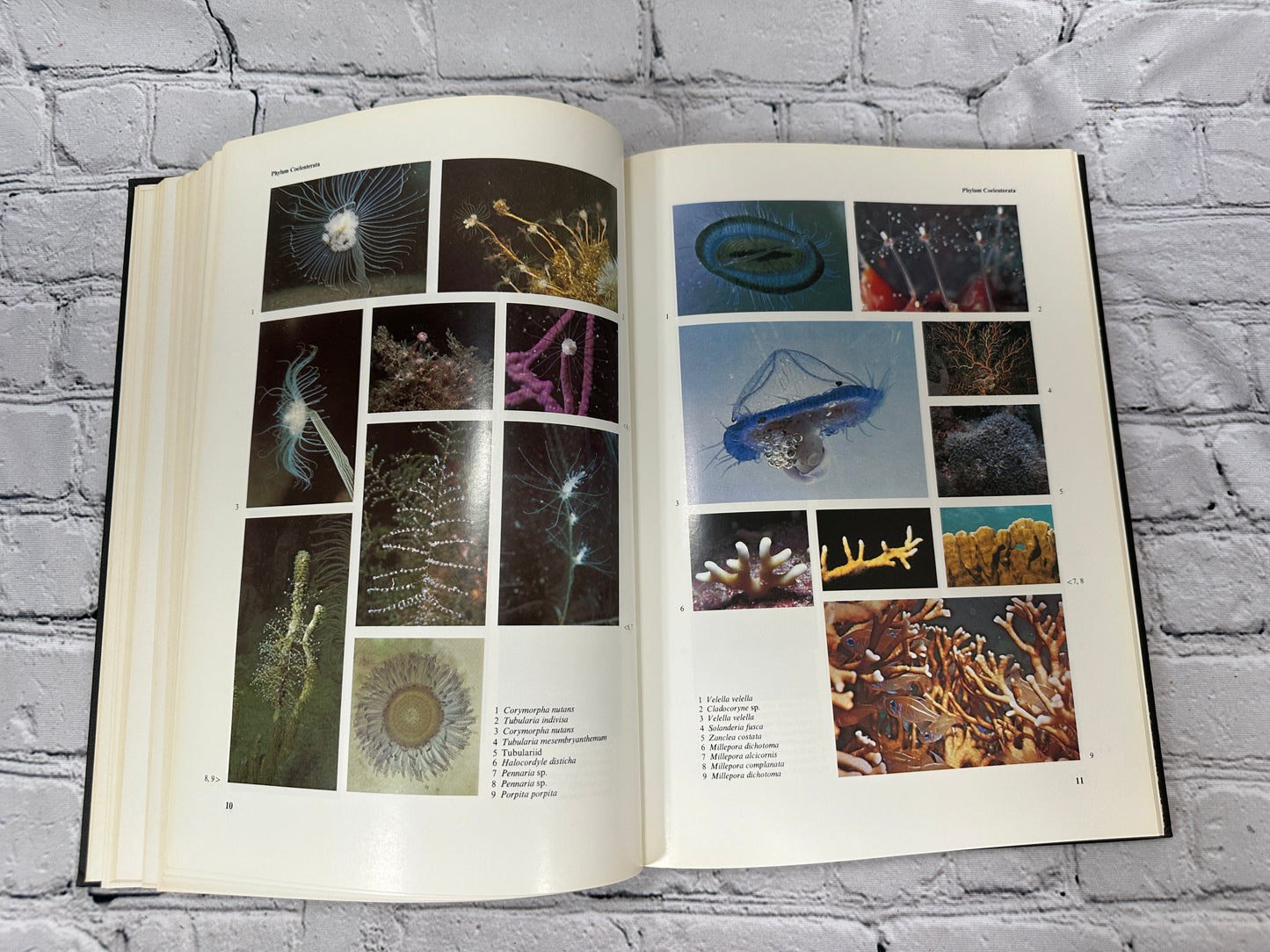 Marine Life: An Illustrated Encyclopedia, By John David George [1979]