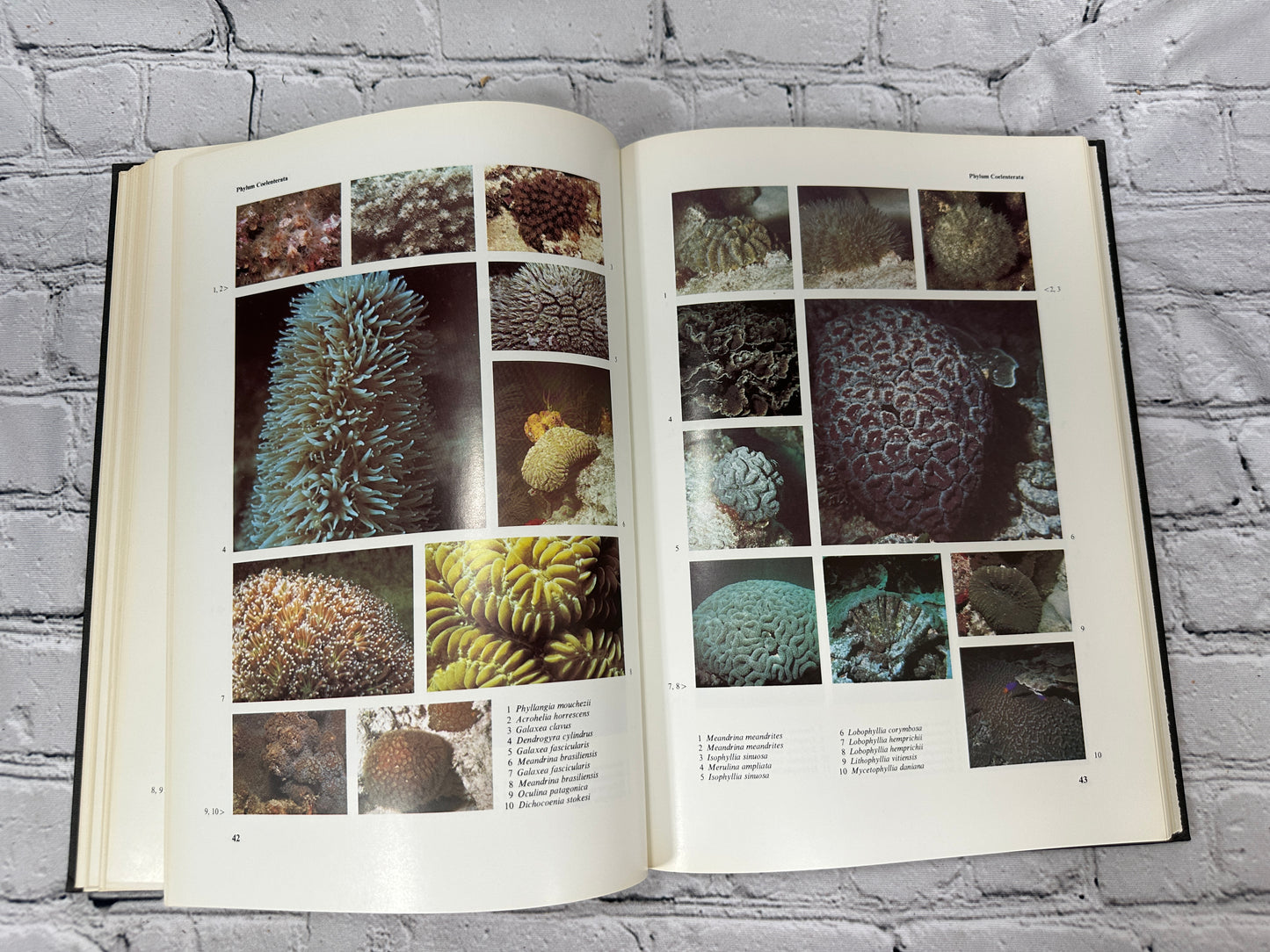 Marine Life: An Illustrated Encyclopedia, By John David George [1979]