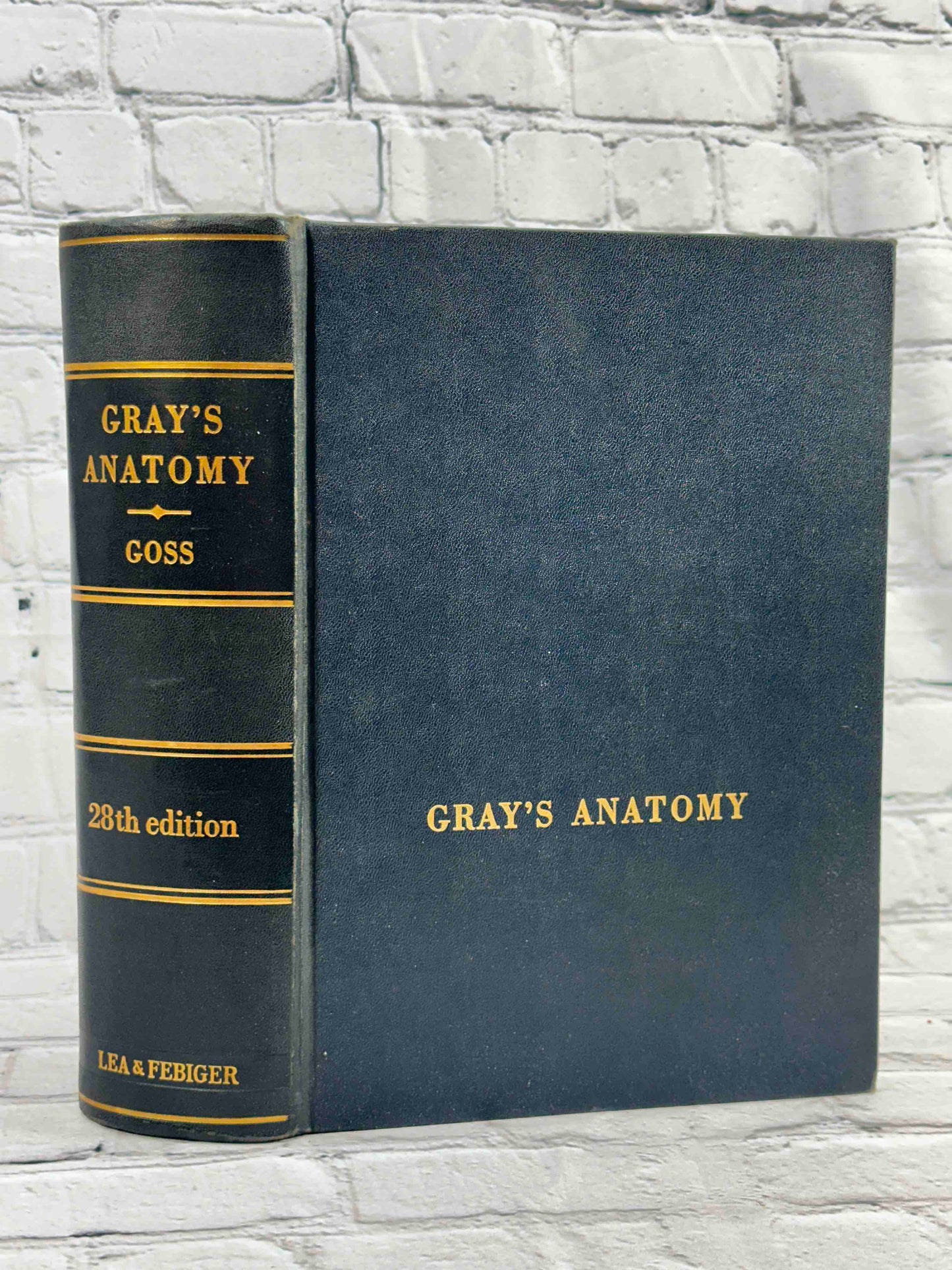 Gray's Anatomy (28th Edition)