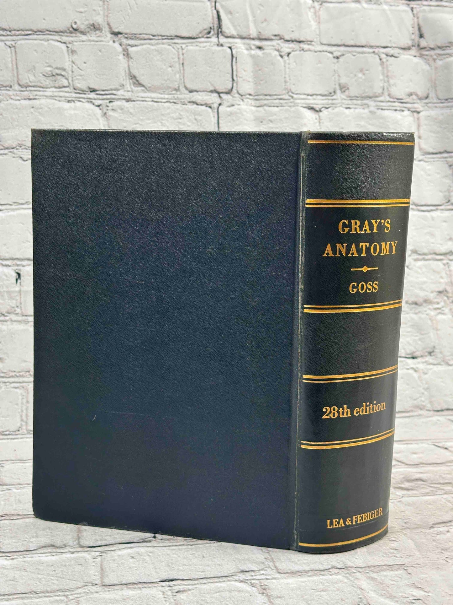 Gray's Anatomy (28th Edition)