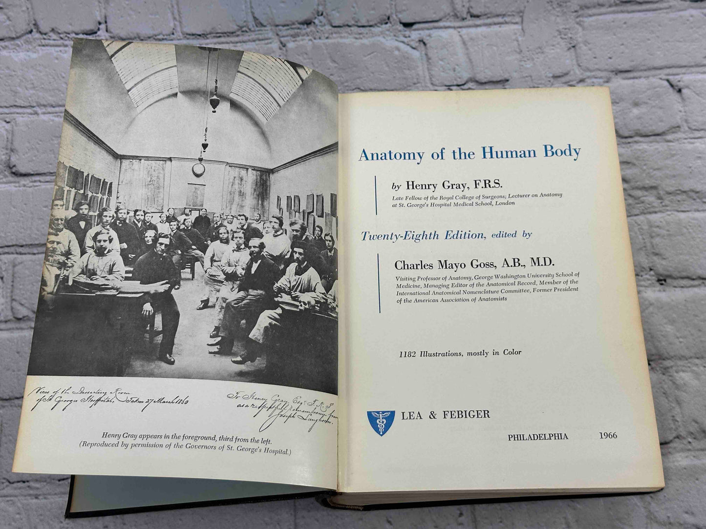 Gray's Anatomy (28th Edition)