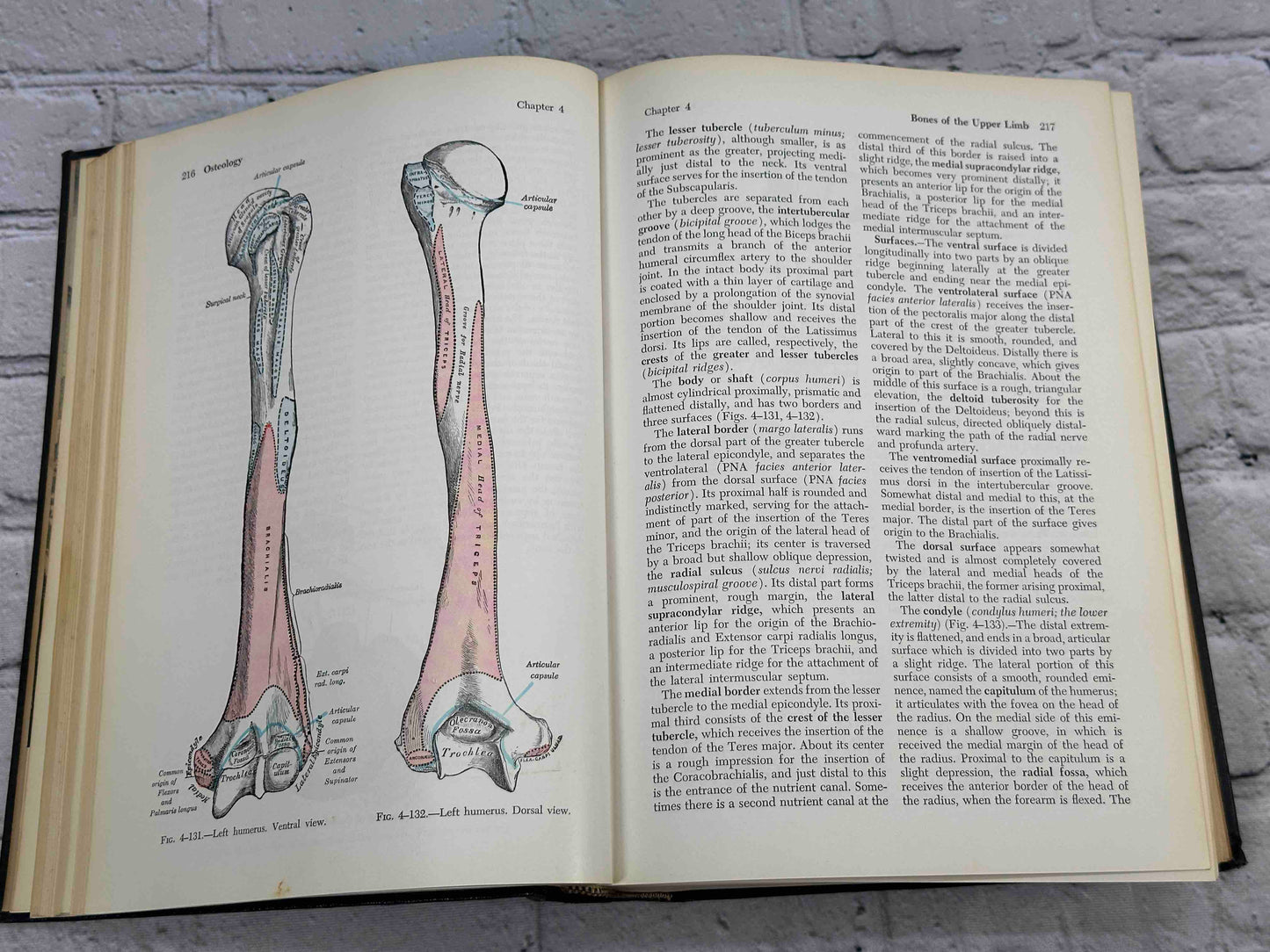 Gray's Anatomy (28th Edition)