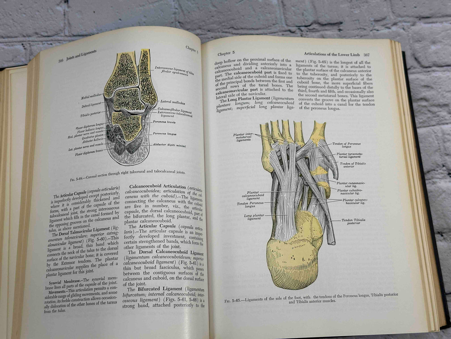 Gray's Anatomy (28th Edition)