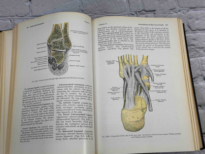 Gray's Anatomy (28th Edition)