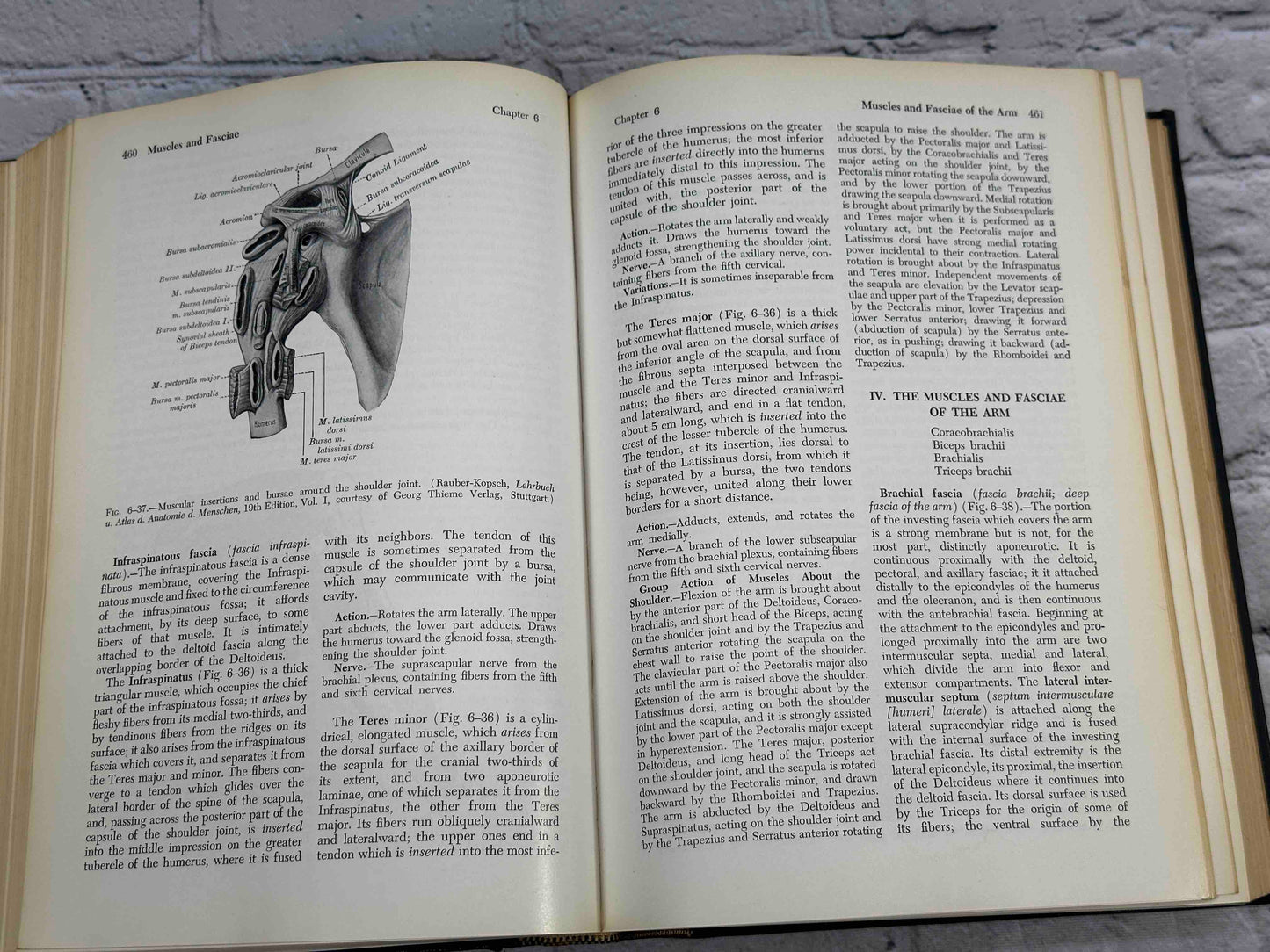 Gray's Anatomy (28th Edition)