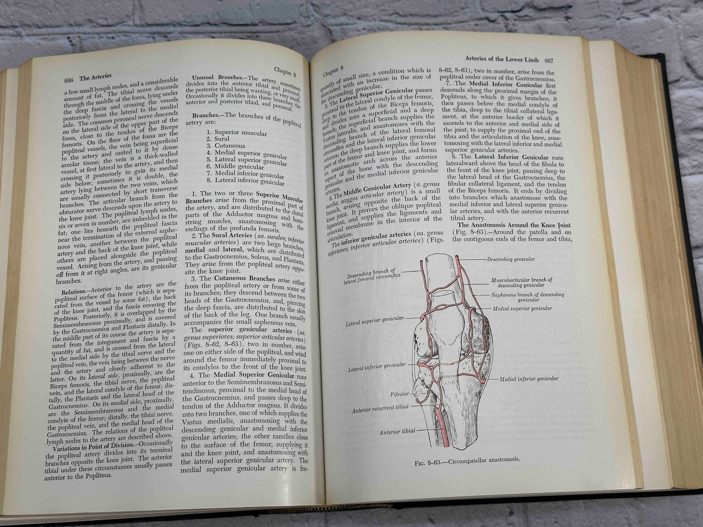 Gray's Anatomy (28th Edition)