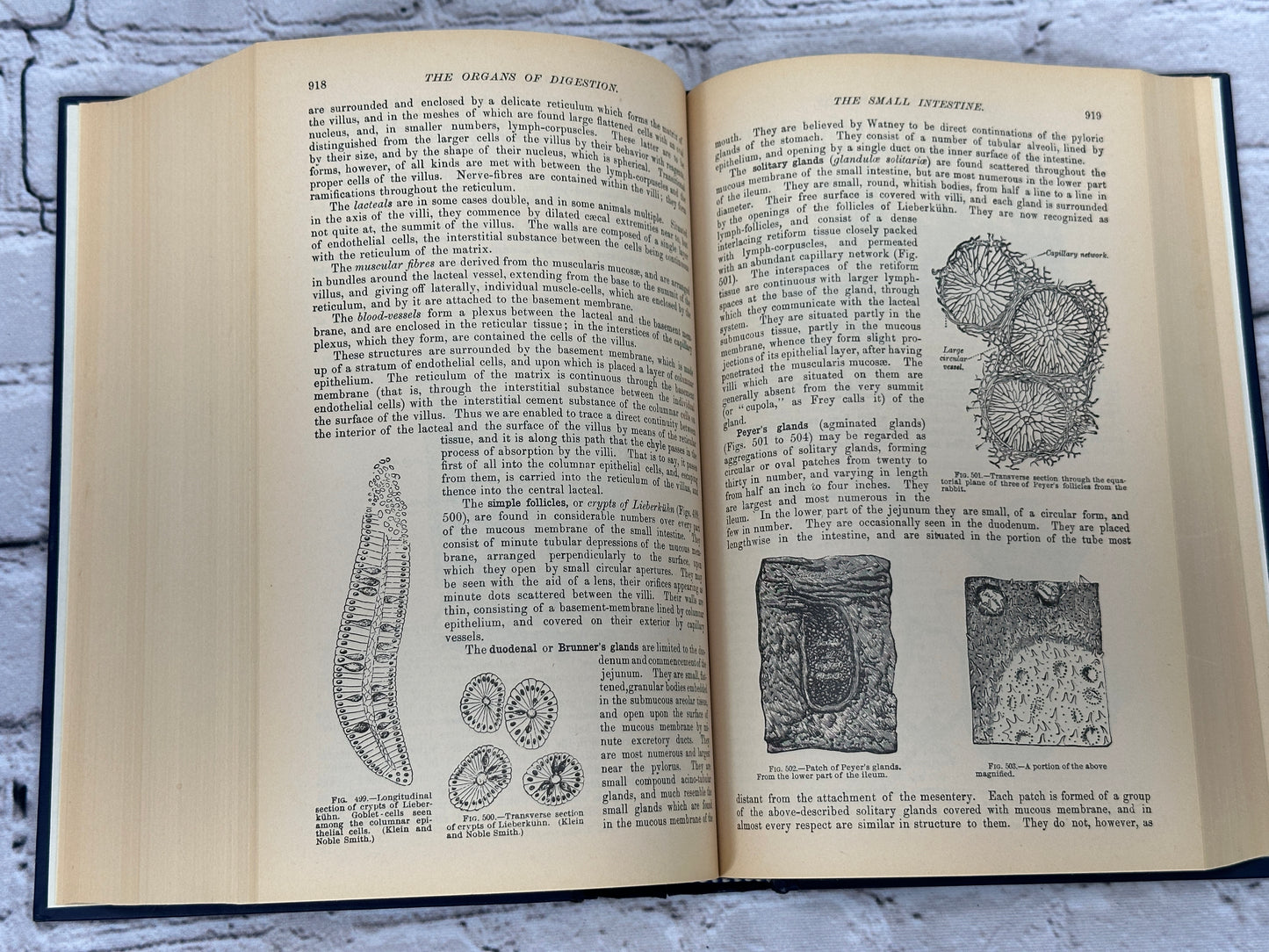 Gray's Anatomy, The  Classic  Collector's  Edition  [1977 · 3rd Print]